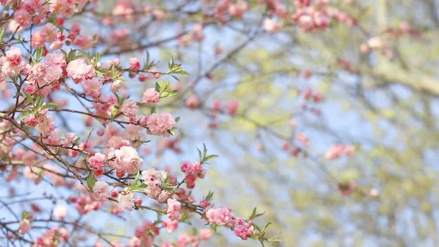 Spring background of Sakura tree. Petals and flowers sakura waving on wind. Beautiful cherry blossom sakura in spring time over blue sky.