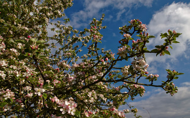 Apfelblüte