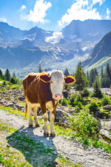 Fototapeta na wymiar Wandern im Naturpark Zillertaler Alpen - Kalb auf dem Wanderweg