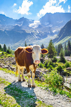 Wandern im Naturpark Zillertaler Alpen - Kalb auf dem Wanderweg