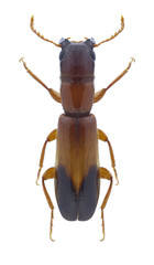 Beetle Tillodenops plagiatus on a white background