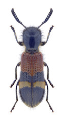 Beetle Tilloidea unifasciata on a white background
