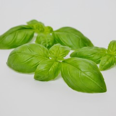 Isolated basil on white background