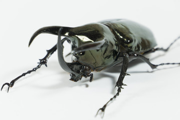 Rhinoceros beetle Chalcosoma caucasus, Rhino beetle,Unicorn beetle, Horn beetle isolated