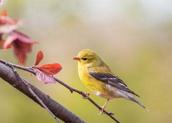 American Goldfinch (Spinus Tristis) female perched on branch 