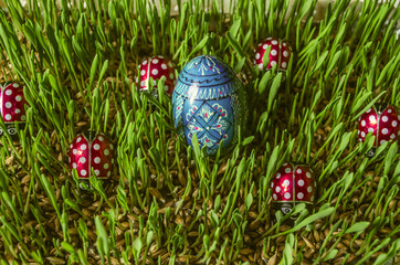Wooden painted blue egg among chocolate ladybirds on sprouted barley