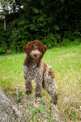 Lagotto Romagnolo truffle dog