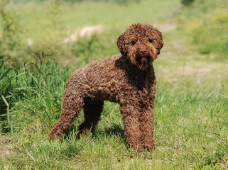Lagotto Romagnolo truffle dog