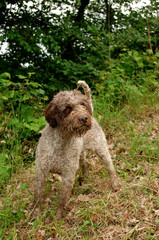 Lagotto Romagnolo truffle dog