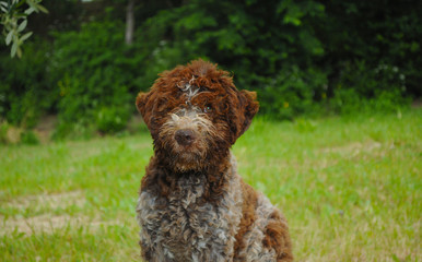 Lagotto Romagnolo truffle dog