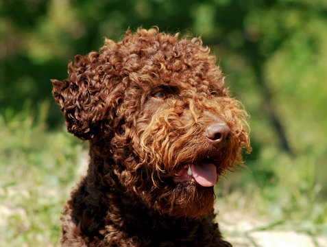 Lagotto Romagnolo Truffle Dog