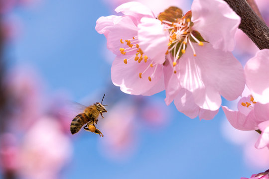 Mandelblüte Mandelblütenangriff durch Biene