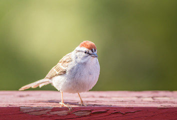 Chipping Sparrow (Spizella Passerina) on weathered red wood in late afternoon