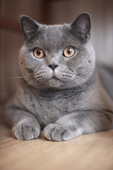 A gray cat sits on the floor in a shelter under a table