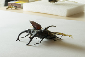 Lucanus cervus Stag beetle Straightened out