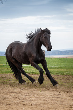 Photo of friesian horse running on pasture. Home pet.