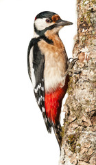 Pico picapinos,dendrocopos
