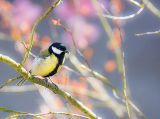 Great Tit bird sitting on a tree branch