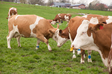 Fototapeta na wymiar cows on a meadow