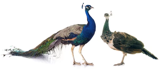 Acrylic prints Peacock peacock in studio