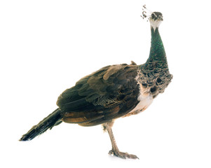 Naklejka premium female peacock in studio