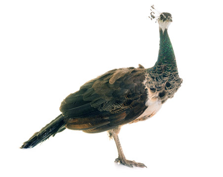 female peacock in studio