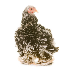 Pekin chicken in studio