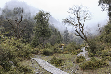 Remote foret in souther China home to the Yunnan Black Snub-Nosed Monkey (Rhinopithecus Bieti))