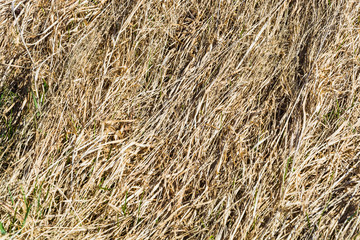 Background, texture of dried yellow grass stems, hay