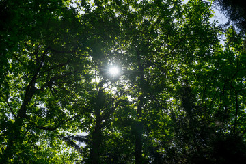 Beautiful nature at morning in the misty spring forest with sun rays