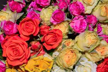 Background yellow, orange, red, rose buds of bush roses, top view