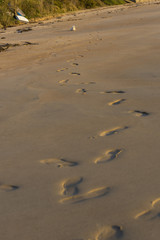 Maltese and footprints.