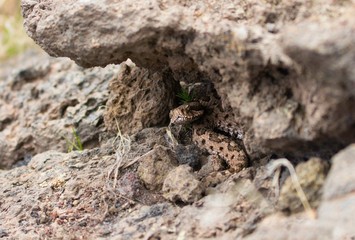 Vipera 