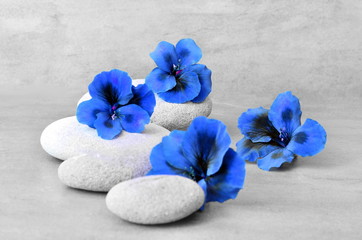 Fototapeta na wymiar Spa concept with flower and zen stones