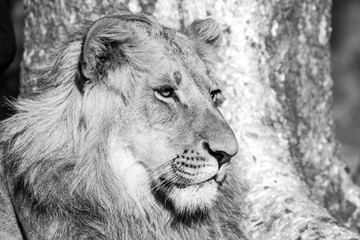 lion
