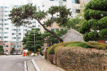 Garden in the urban area