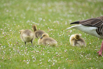 Ausruhen und Gefiederpflege bei Junggänsen