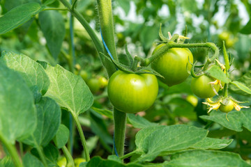 Tomato seedling before planting into the soil, greenhouse plants, drip irrigation, greenhouse cultivation of tomatoes in agriculture, hard-working farmer hands