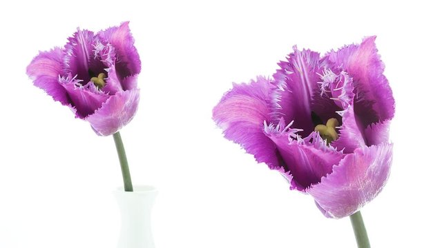 Purple fringed tulip flower blooming timelapse on white background