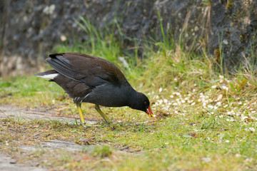 Teichhuhn bei der Futtersuche an Land