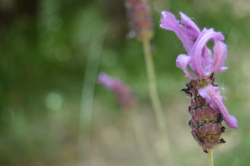 Detalle violeta