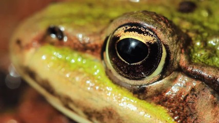 Close up frog seat in water. Frog in forest. 