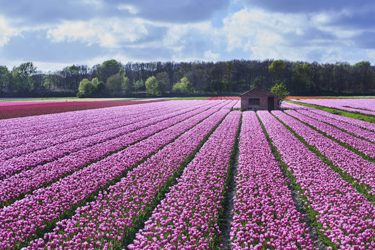 flowerbulbs