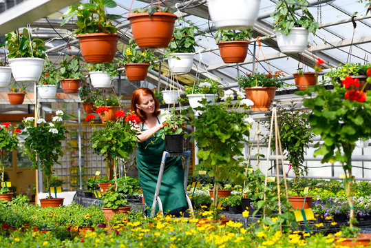 Gärtnerin arbeitet in einem Gewächshaus mit Blumen einer Gärtnerei