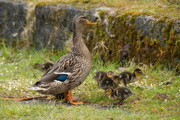 Wachsames Entenweibchen