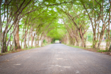 Tree tunnel road