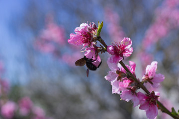 Bumblebee on Peach Flowers