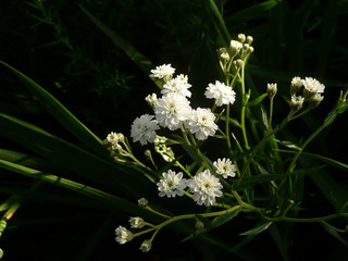 White tiny delicate flowers growing in the garden against green background