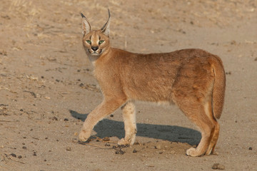 Caracal