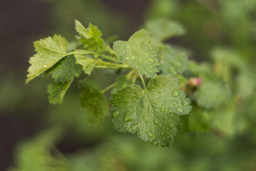 New leaves of gooseberries in the springtime